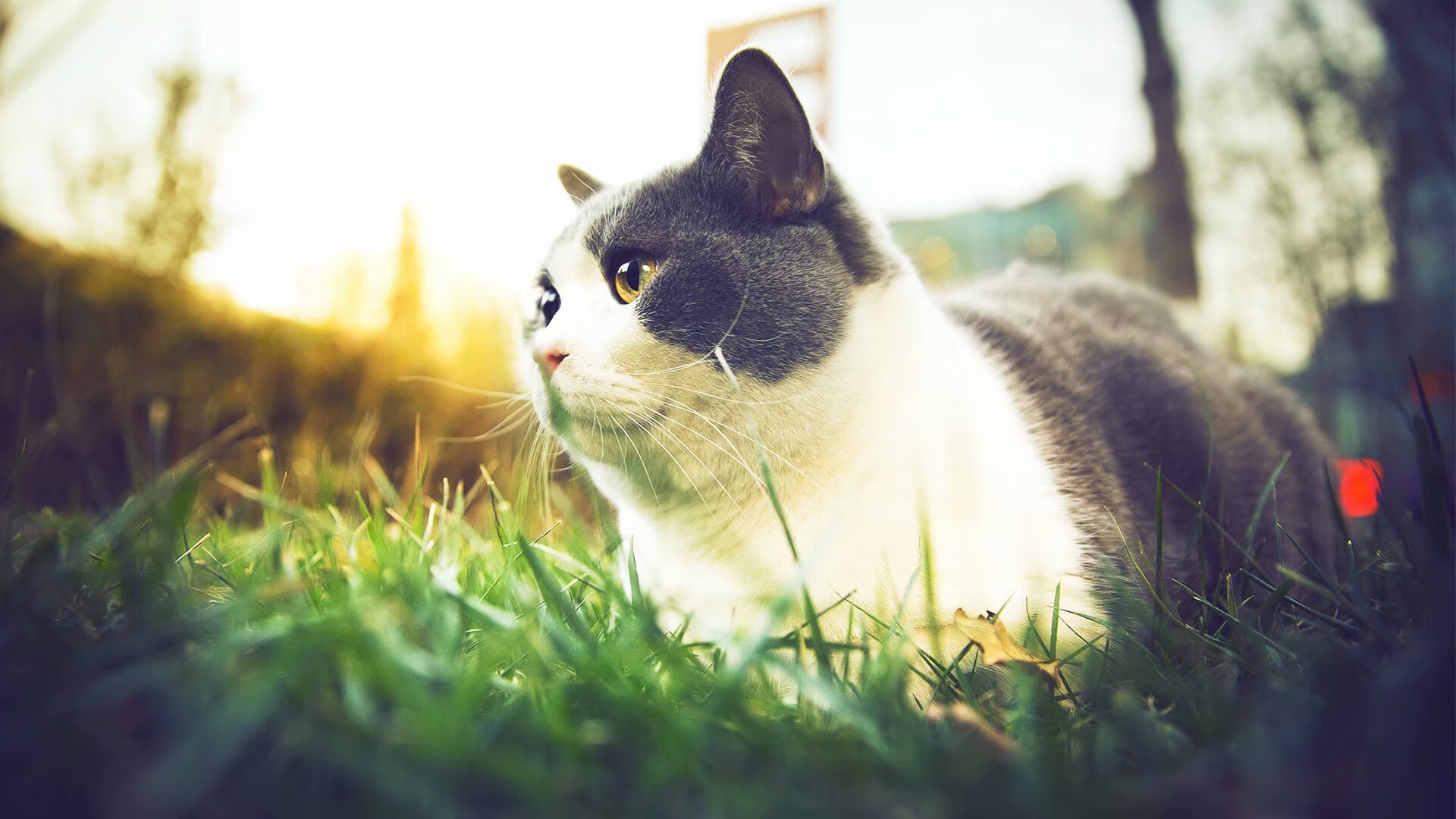 开云体育中国-史诗联动！杜兰特单骑救主，深圳男篮末节奇迹逆转骑士