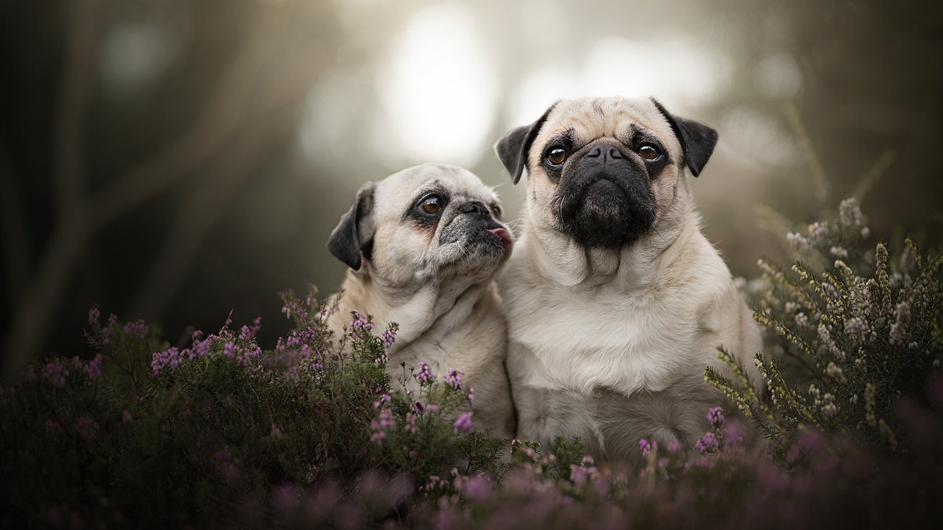 从维也纳到都柏林,加时鏖战中的一锤定音—卡塞米罗关键节点连续得分启示录