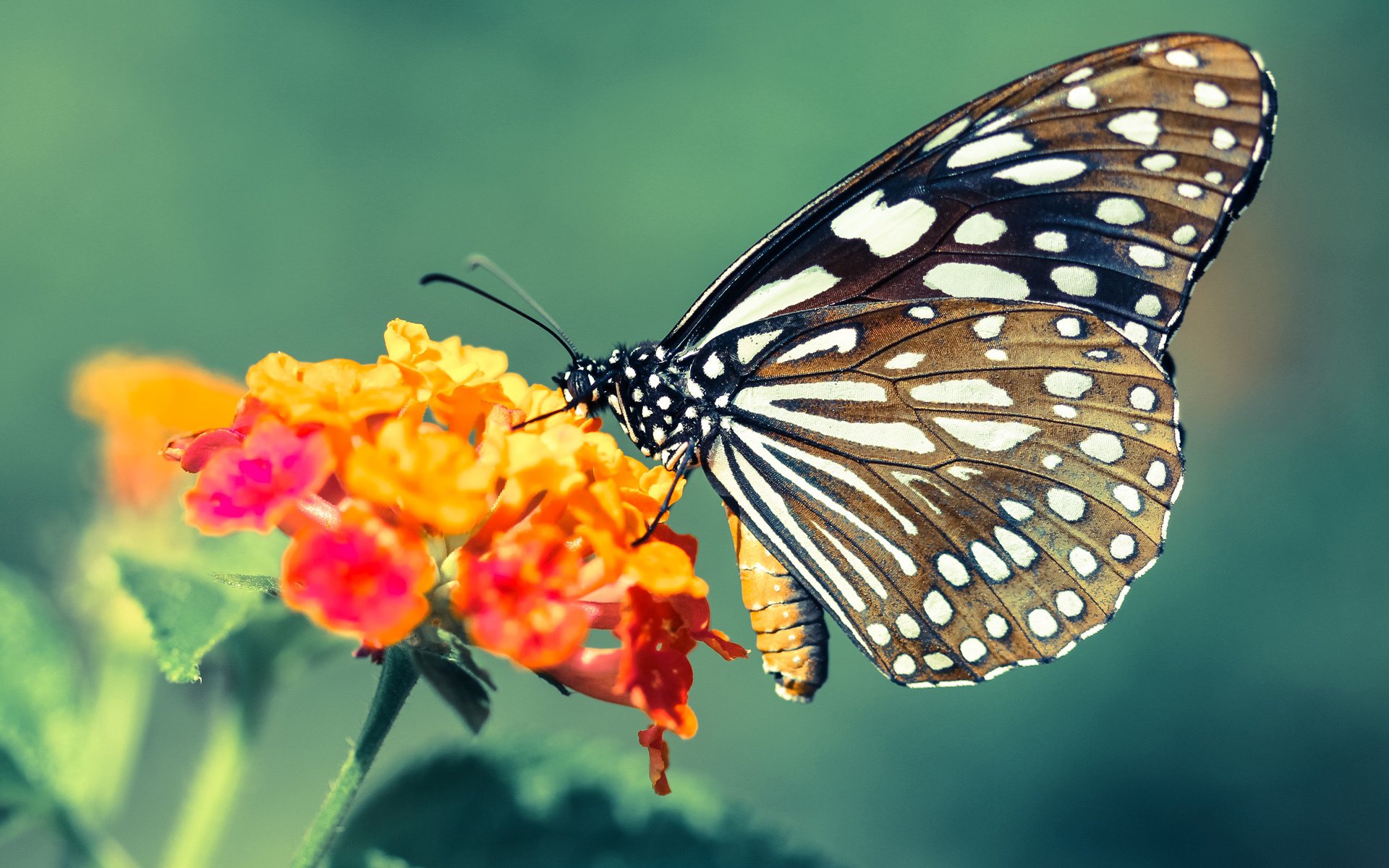 开云体育中国-41分无用！小贾伦神迹夜遭湖人黑色三分钟逆袭