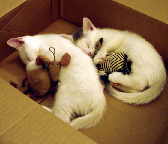 开云体育官网-圣城雨夜，那一记垫脚如何成为王朝更迭的序幕