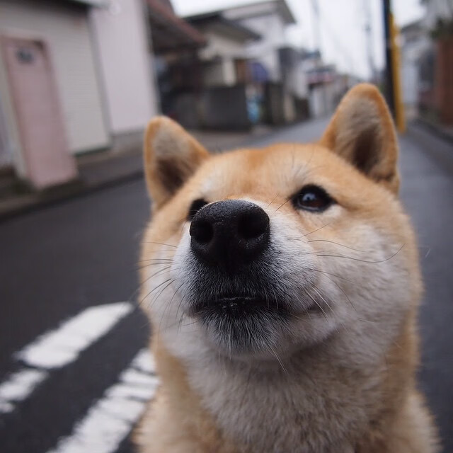 开云体育平台APP-冠军之心，无问东西，从上海滩到英伦半岛的争冠意志