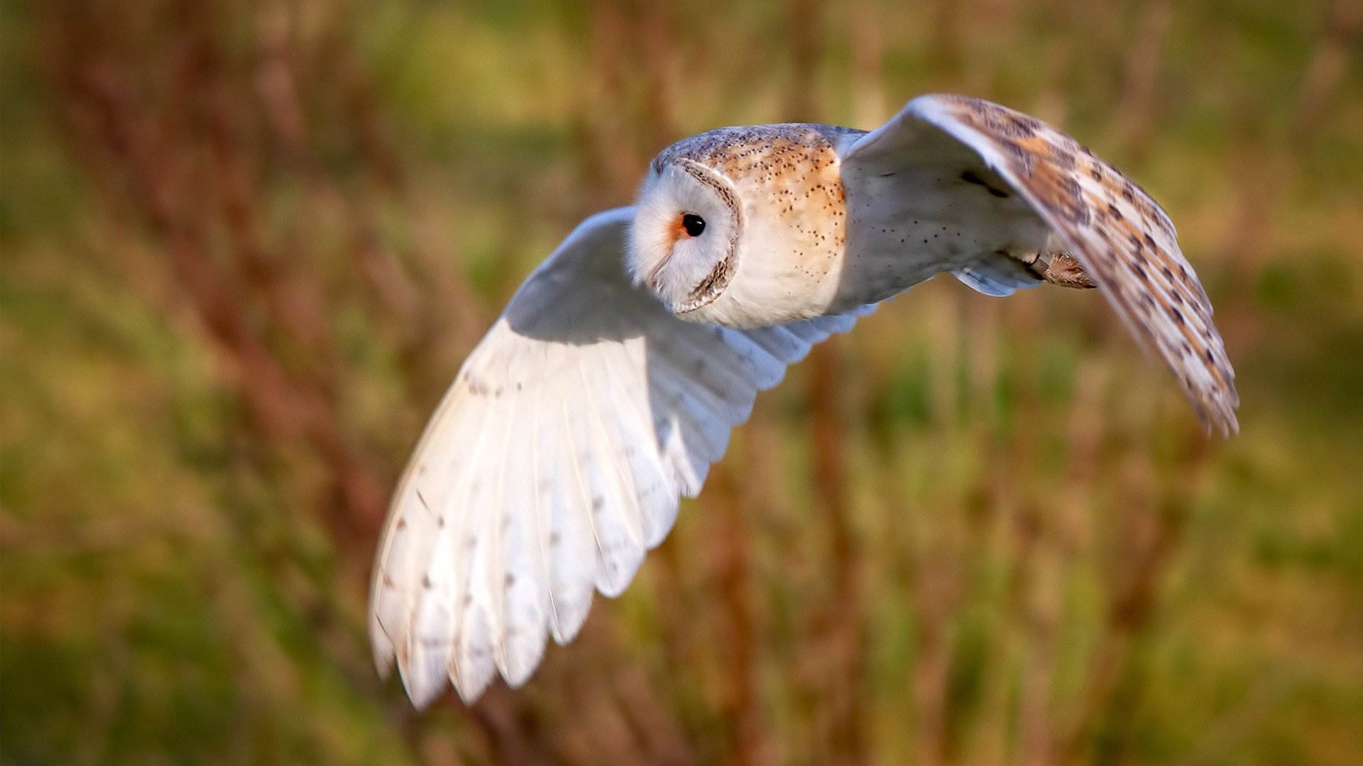 隐身门将的弑杀时刻,门迪如何用一次扑救改写欧冠剧本