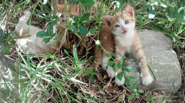 开云体育入口-当足球成为宇宙的叹息，库尔图瓦指尖托起的，是比利时的星空还是罗马的终局？