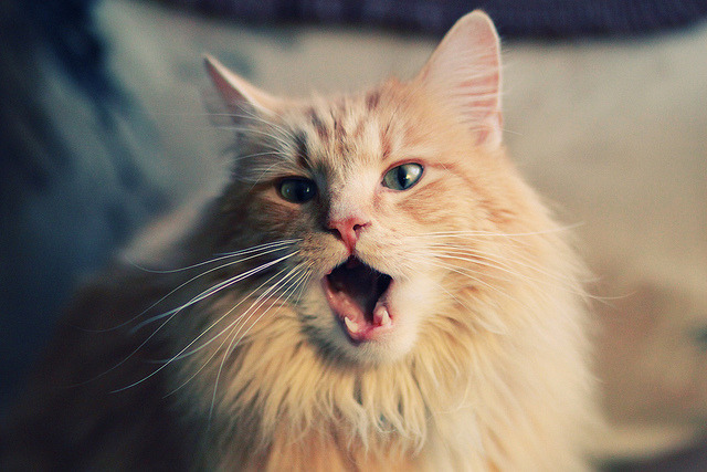 绝杀与统治,摩纳哥的奇迹与奥亚尔萨瓦尔的宣言