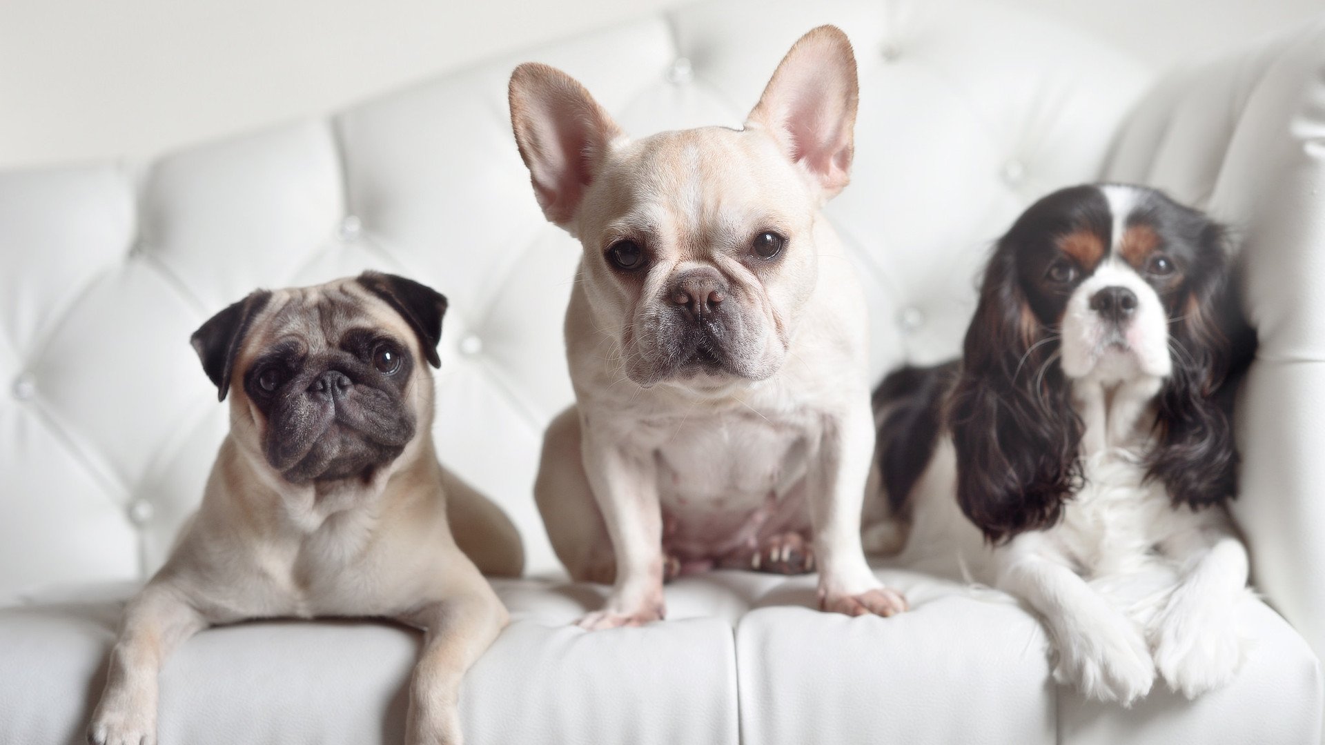 米切尔,篮网破局之钥,生死战扼住勇士咽喉