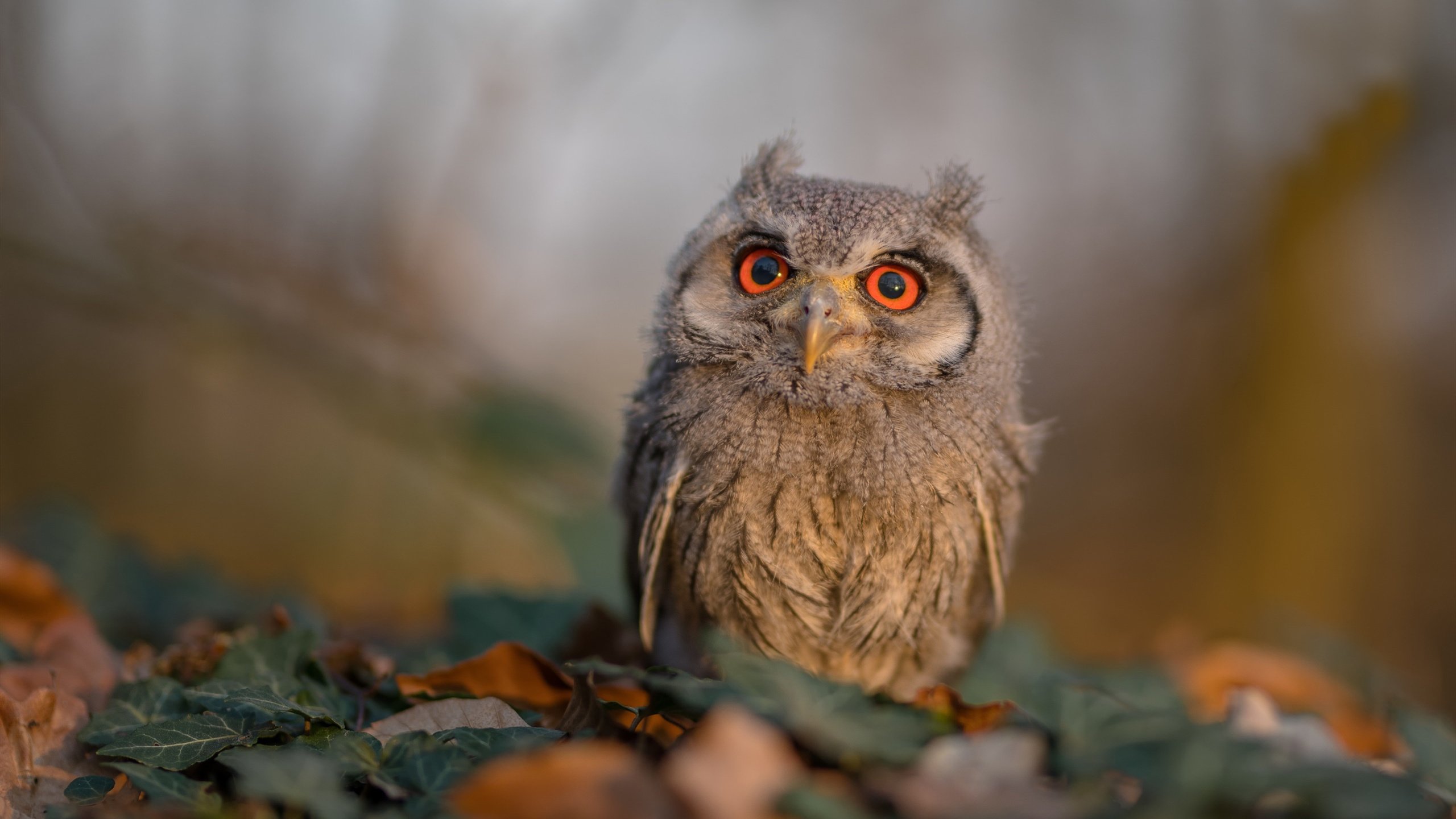 开云体育官网-从沙漠绿洲到非洲雄狮，阿圭罗运筹帷幄间，马里黄金一代横扫卡塔尔