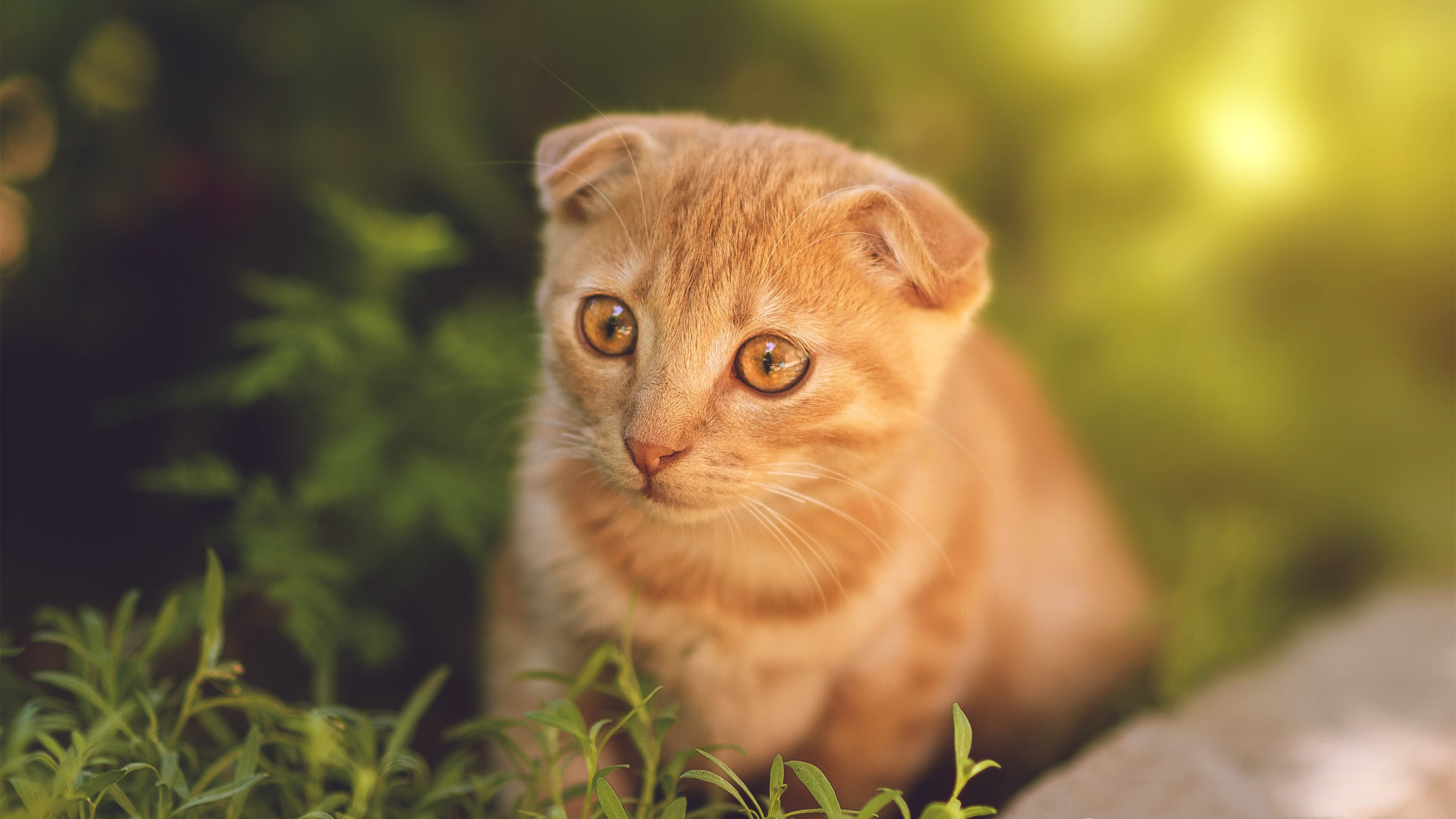 虚幻赛场真实英雄，利拉德穿越次元降临，黄蜂绝境逆袭诠释唯一性
