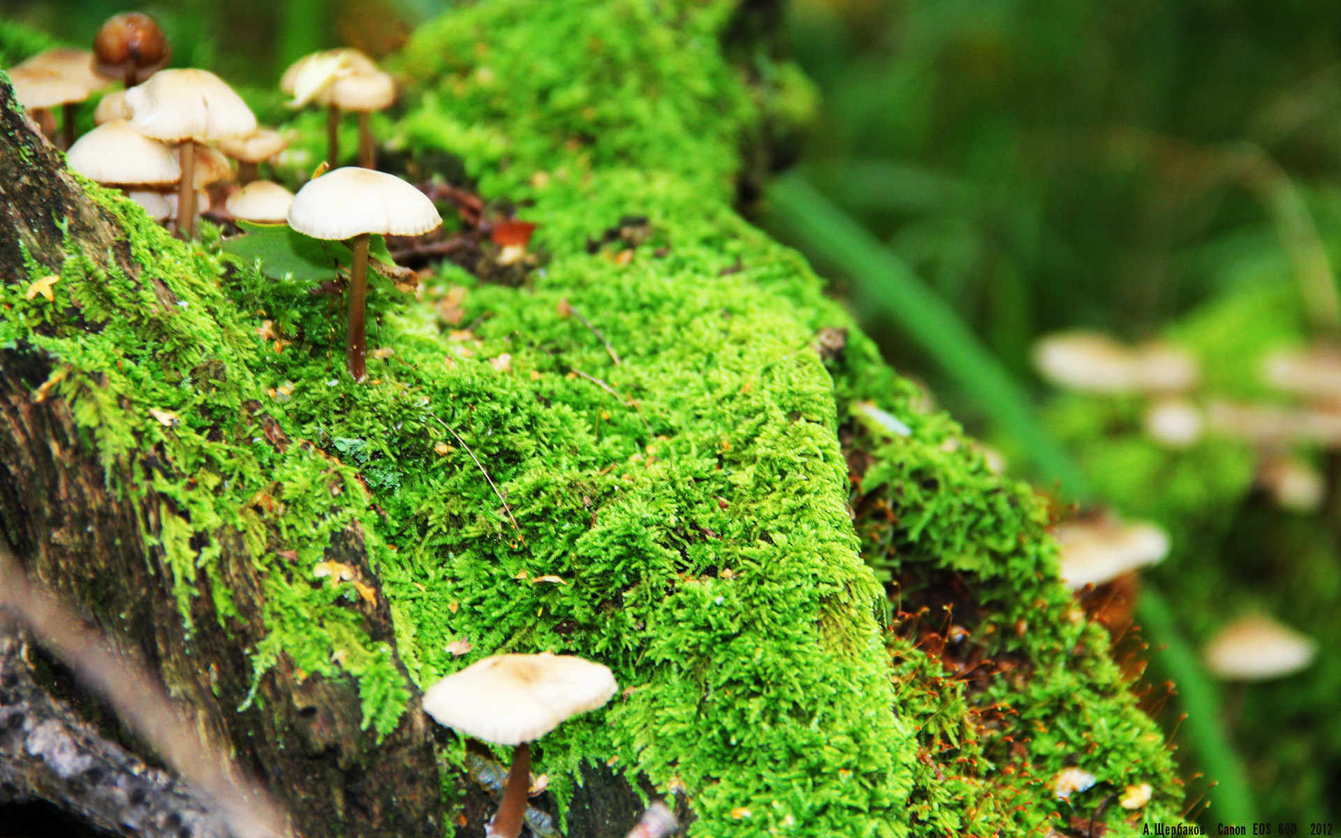 铜墙铁壁与独舞锋芒，当雄鹿的防守艺术遇见杰伦·格林的进攻风暴